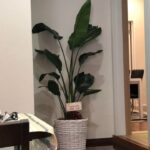 ストレリチア　観葉植物　開店祝い　ranhana 京都　1万円　ギフト
